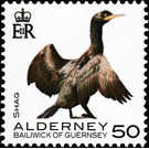 Shag - Alderney 2020 - 50