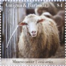 Sheep - Caribbean / Antigua and Barbuda 2020 - 4