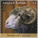 Sheep - Caribbean / Antigua and Barbuda 2020 - 5