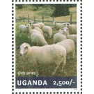 Sheep (Ovis aries) - East Africa / Uganda 2014
