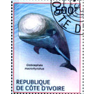 Short-finned Pilot Whale (Globicephala macrorhynchus) - West Africa / Ivory Coast 2014 - 500