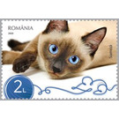 Siamese Cat - Romania 2020 - 2