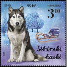 Siberian Husky - Croatia 2019 - 3.10