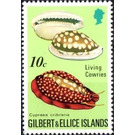 Sieve Cowry (Cypraea cribraria) - Micronesia / Gilbert and Ellice Islands 1975 - 10