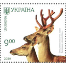 Sika Deer (Cervus nippon) - Ukraine 2020 - 9