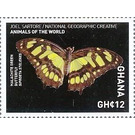 Siproeta stelenes - West Africa / Ghana 2017 - 12