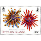 Slate Pencil Urchin (Heterocentrotus mamillatus) - Polynesia / Pitcairn Islands 2019 - 20