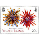 Slate Pencil Urchin (Heterocentrotus mamillatus) - Polynesia / Pitcairn Islands 2019 - 20