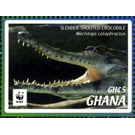Slender-snouted Crocodile (Crocodylus cataphractus) - West Africa / Ghana 2016 - 5
