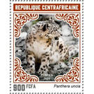 Snow Leopard (Panthera uncia) - Central Africa / Central African Republic 2021 - 900
