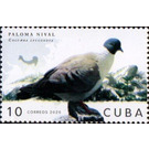 Snow Pigeon - Caribbean / Cuba 2020