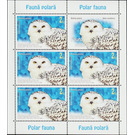 Snowy Owl (Bubo scandiacus) MS - Romania 2020