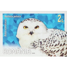 Snowy Owl (Bubo scandiacus) - Romania 2020 - 2