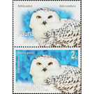 Snowy Owl (Bubo scandiacus) - Romania 2020 - 2