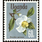 Snuff-box tree (Oncoba spinosa) - East Africa / Uganda 1969 - 60
