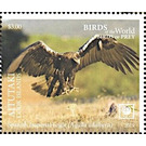 Spanish Imperial Eagle (Aquila adalberti) - Aitutaki 2019 - 3