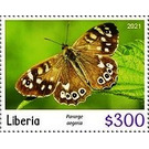 Speckled wood (Pararge aegeria) - West Africa / Liberia 2021
