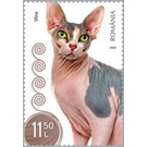 Sphynx Cat - Romania 2020 - 11.50