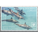 Spinner Dolphin (Stenella longirostris) - Polynesia / Tonga 2020 - 75