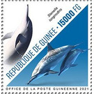 Spinner Dolphin (Stenella longirostris) - West Africa / Guinea 2021