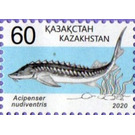 Spiny Sturgeon (Acipenser nudiventris) - Kazakhstan 2020 - 60