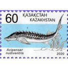 Spiny Sturgeon (Acipenser nudiventris) - Kazakhstan 2020 - 60