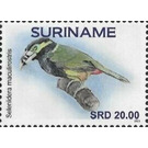 Spot-billed toucanet ( Selenidera maculirostris) - South America / Suriname 2021