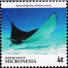 Spotted eagle ray - Micronesia / Micronesia, Federated States 2015 - 4