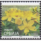 St. John's Wort (Hypericum perforatum) - Serbia 2020 - 35