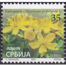 St. John's Wort (Hypericum perforatum) - Serbia 2020 - 35