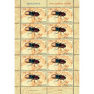 Stag Beetle (Lucanus cervus) - Moldova 2019