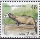 Steppe Polecat (Mustela eversmanii) - Serbia 2019 - 46