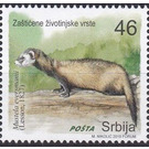 Steppe Polecat (Mustela eversmanii) - Serbia 2019 - 46