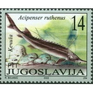 Sterlet (Acipenser ruthenus) - Yugoslavia 2002 - 14