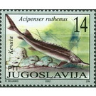 Sterlet (Acipenser ruthenus) - Yugoslavia 2002 - 14