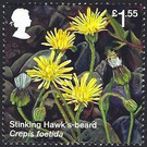 Stinking Hawk's-beard (Crepis foetida) - United Kingdom 2018 - 1.55