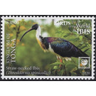 Straw-Necked Ibis (Threskiornis spinicollis) - Polynesia / Tonga 2020