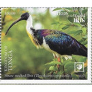 Straw-Necked Ibis (Threskiornis spinicollis) - Polynesia / Tonga 2020