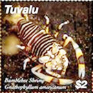 Striped bumblebee shrimp (Gnabophyllum americanum) - Polynesia / Tuvalu 2020