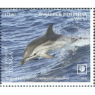 Striped Dolphin (Stenella coeruleoalba) - Polynesia / Tonga 2020 - 11.80