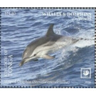 Striped Dolphin (Stenella coeruleoalba) - Polynesia / Tonga 2020 - 11.80