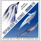 Striped Dolphin (Stenella coeruleoalba) - West Africa / Guinea 2021