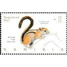 Striped Tree Squirrel (Funisciurus congicus) - South Africa / Namibia 2020