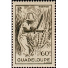 Sugar cane - Caribbean / Guadeloupe 1947 - 60