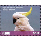 Sulphur-crested Cockatoo    Cacatua galerita - Micronesia / Palau 2018 - 2