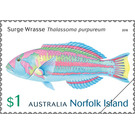 Surge wrasse (Thalassoma purpureum) - Norfolk Island 2018 - 1