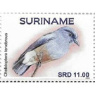 Swallow-winged puffbird (Chelidoptera tenebrosa) - South America / Suriname 2021