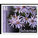 Symphyotrichum lucayanum - Caribbean / Bahamas 2019 - 1
