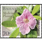 Tabebuia bahamensis - Caribbean / Bahamas 2020 - 75