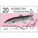 Taimen (Hucho taimen) - Kazakhstan 2020 - 20